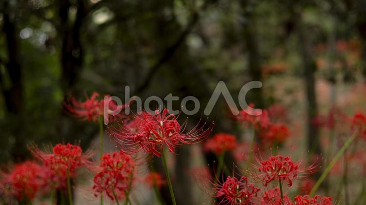 【花の写真】彼岸花 彼岸花,ヒガンバナ,花の写真素材