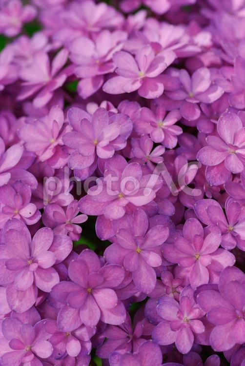 小さな花びらのアジサイ 紫陽花,アジサイ,マクロ撮影の写真素材