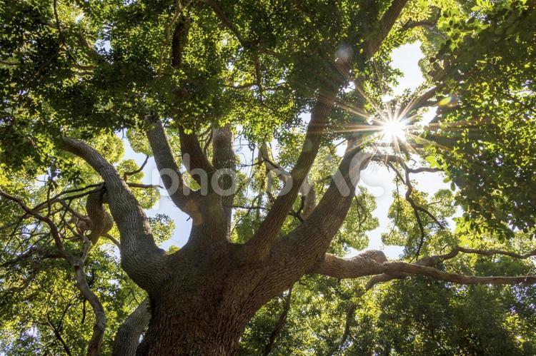 枝分かれした巨木と太陽 巨木,太陽,木漏れ日の写真素材