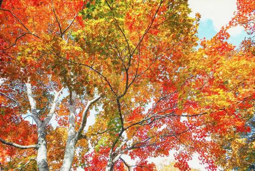 カラフルな紅葉の写真