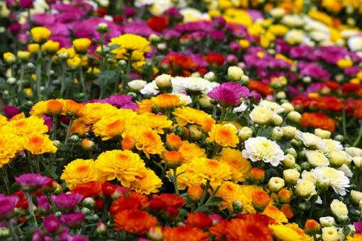 秋冬咲く小菊の花の寄せ植え2スプレーマム 秋冬咲く小菊の花の寄せ植え2スプレーマム 小菊,花,寄せ植えの写真素材