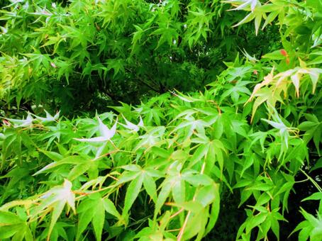 さらさら青もみじ もみじ,青,緑の写真素材