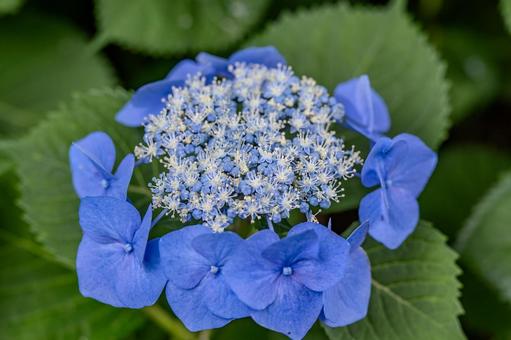 指扇アジサイまつり2025年 指扇アジサイまつり2025年 アジサイ,紫陽花,花の写真素材