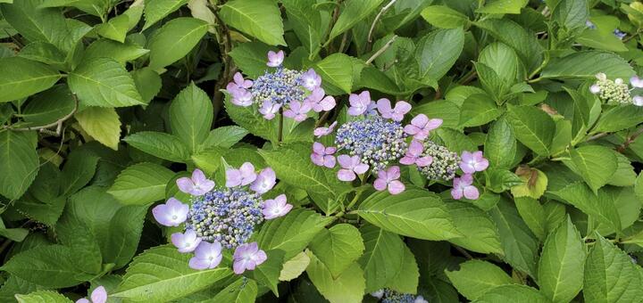 額紫陽花 額紫陽花,紫色,花の写真素材