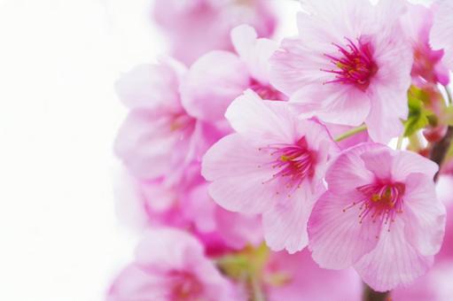 桜 桜,花見,満開の写真素材