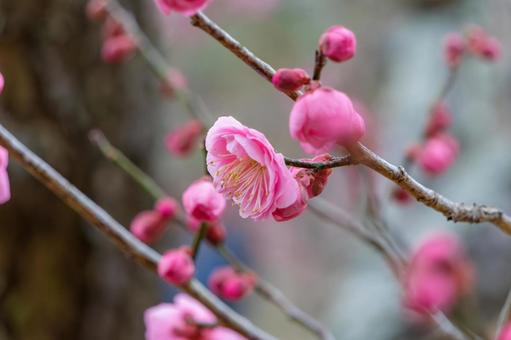 枝に咲く紅梅の花 枝に咲く紅梅の花 梅,紅梅,花の写真素材