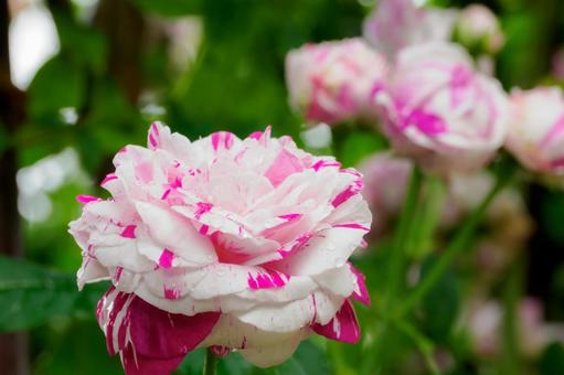 Early Summer Roses ⑶, JPG
