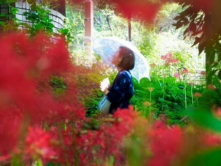 40：彼岸花を静かに眺める女性 彼岸花,ミステリアス,悲しげの写真素材