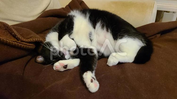猫　顔が分からない ペット,生き物,動物の写真素材