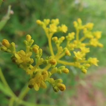 オミナエシ（女郎花） オミナエシ,女郎花,花の写真素材