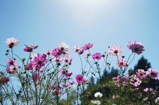 「上原(ウワッパラ)高原コスモス園」 「上原(ウワッパラ)高原コスモス園」 コスモス,秋桜,コスモス畑の写真素材
