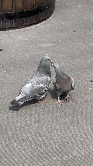 鳩のけんかの写真