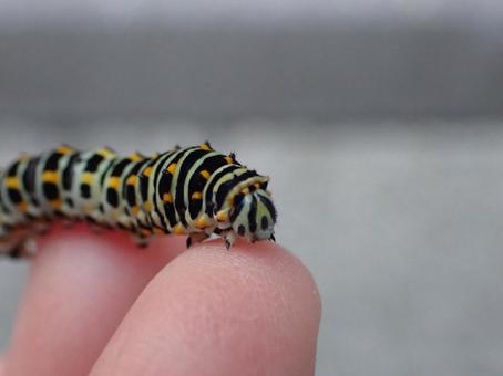 Photo, a whip, larva, insect, 
