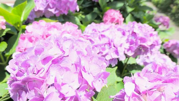 あじさいの花 あじさいの花の写真