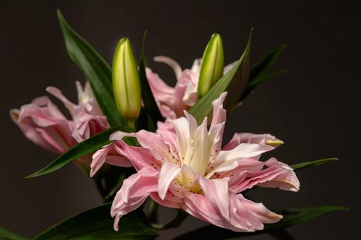 ユリの花 ユリの花の写真