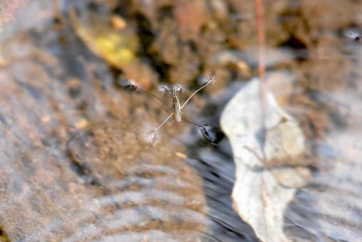 Water striders Water striders