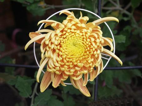 和菊 和菊 マクロ,わきく,花の写真素材