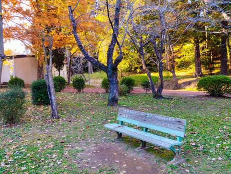 紅葉とベンチと 紅葉,銀杏,ベンチの写真素材
