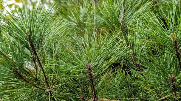 松の枝 木,松,緑の写真素材