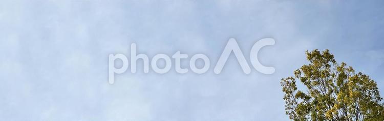 空と夏の木々　パノラマ背景素材 空,木々,風景の写真素材