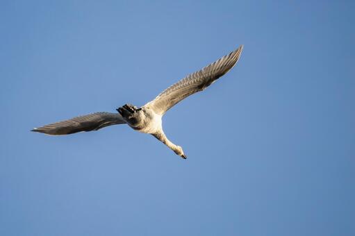 オオハクチョウ(136) 鳥,オオハクチョウ,ハクチョウの写真素材