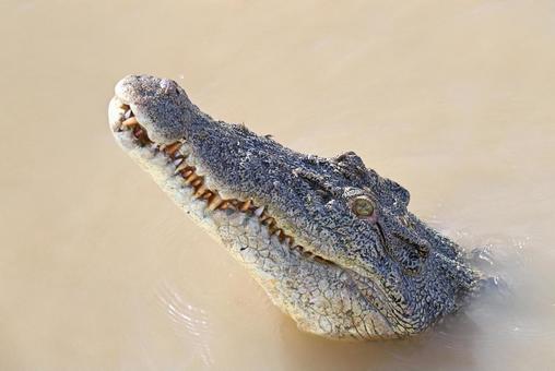 水中から頭を出すクロコダイル 水中から頭を出すクロコダイル クロコダイル,ワイルド,怖いの写真素材