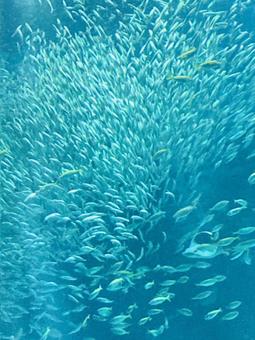 大群は息をのむ美しさ 癒し,水族館,大群の写真素材