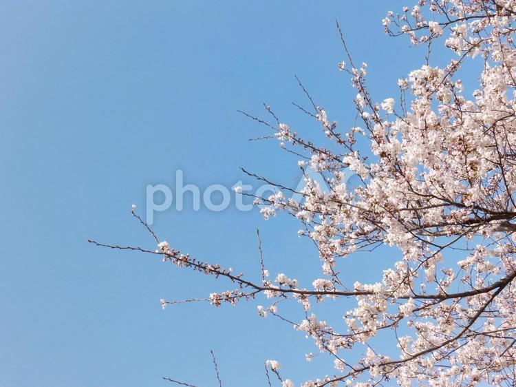 桜 桜,春,空の写真素材