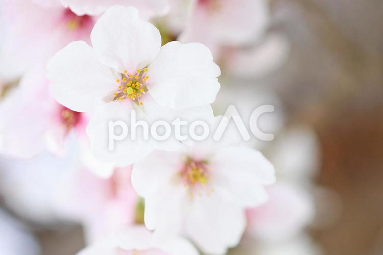 桜の花びら　満開のソメイヨシノ 桜,花,桜の花の写真素材