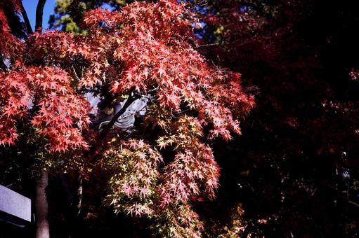 暗闇に映える鮮やかな紅葉 紅葉,もみじ,楓の写真素材