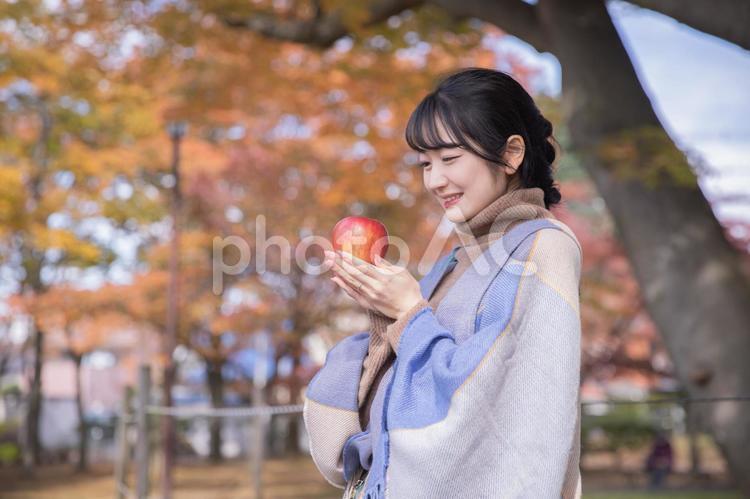秋の公園でりんごを食べる女性 りんご,秋,女性の写真素材