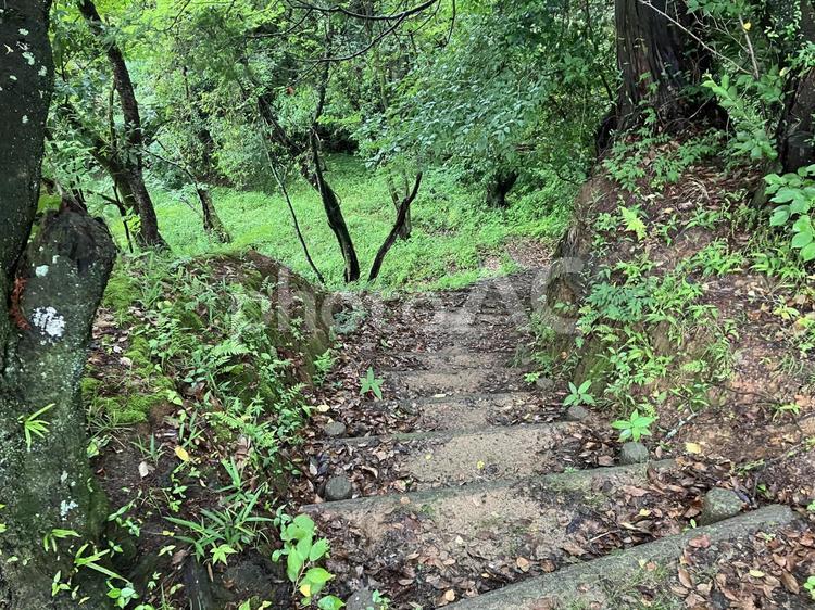 森の奥へ続く階段 階段,草,自然の写真素材
