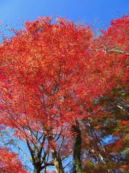 紅葉風景 紅葉風景 紅葉,秋,青空の写真素材