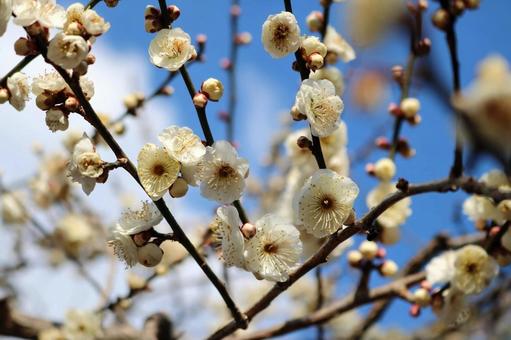 梅の花 梅の花の写真