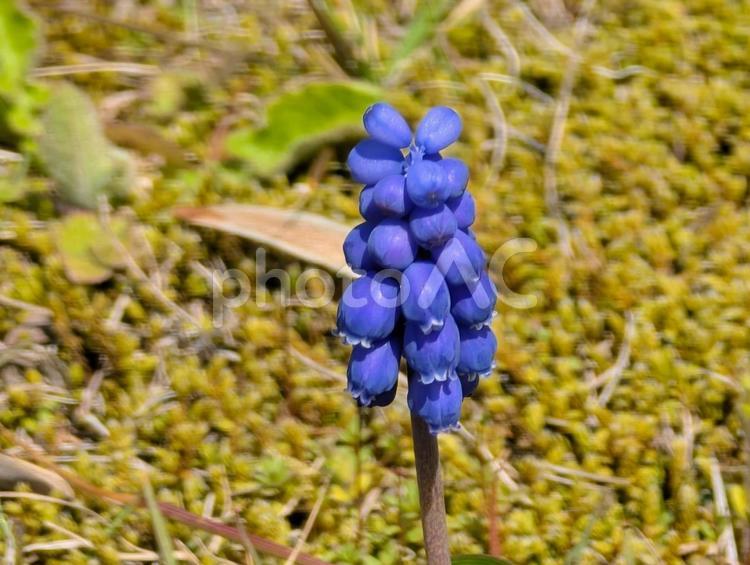美しい青い花を咲かせるムスカリ ムスカリ,草花,野草の写真素材