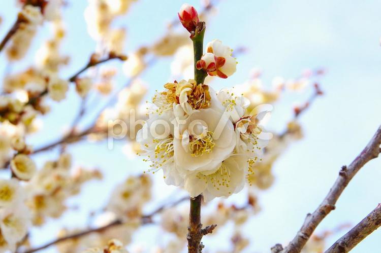 白い梅の花のズームアップ 梅の花,白梅,梅の写真素材