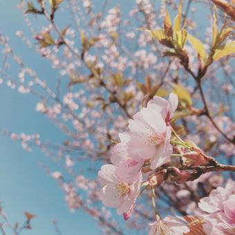 桜 桜の写真