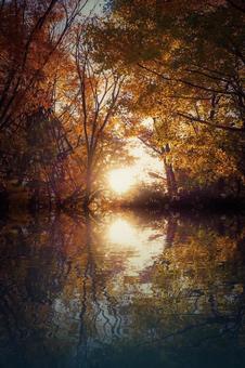 紅葉リフレクション 紅葉リフレクション 銀杏,紅葉,秋の写真素材