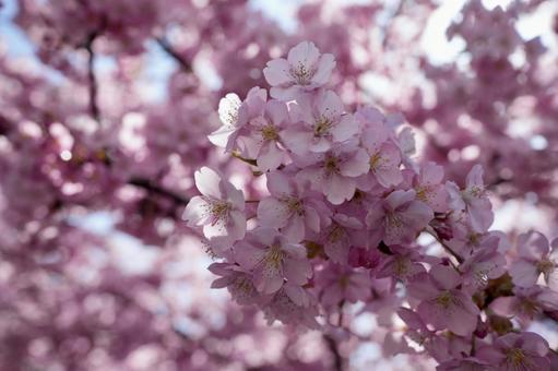 京都の桜 桜,ピンク,景色の写真素材