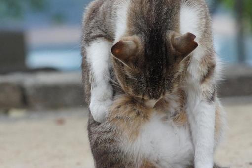 ねこ ねこ のらねこ,にゃんこ,可愛いの写真素材