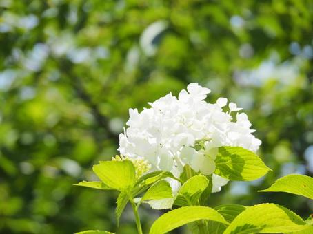 陽光に映える美しい白いアジサイの写真
