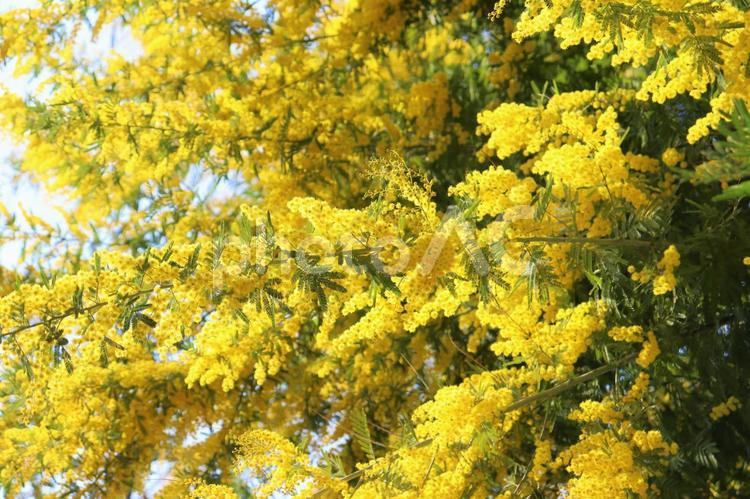 大きなミモザの木　３ ミモザ,花,春の写真素材