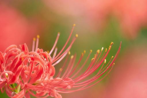 陽の当たる彼岸花曼珠沙華リコリスのアップ 陽の当たる彼岸花曼珠沙華リコリスのアップの写真