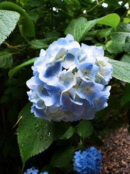 紫陽花 水色 紫陽花 水色の写真