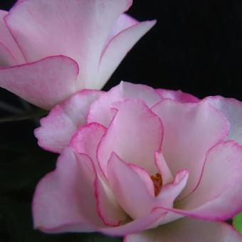 バラ（ミニバラ） バラ,ミニバラ,薔薇の写真素材