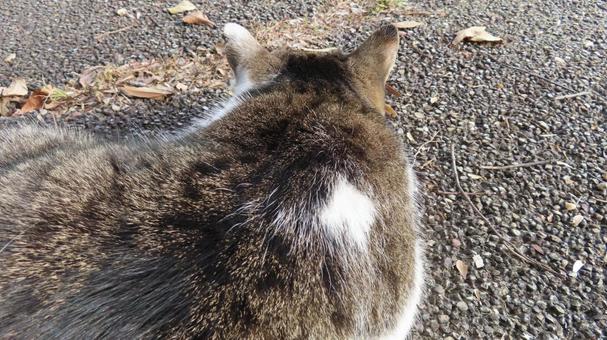 日向ぼっことお昼寝が日課のもふもふな猫様 猫,キジシロ,眠り猫の写真素材