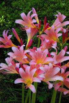 長野県-大法寺-ヒガンバナの写真