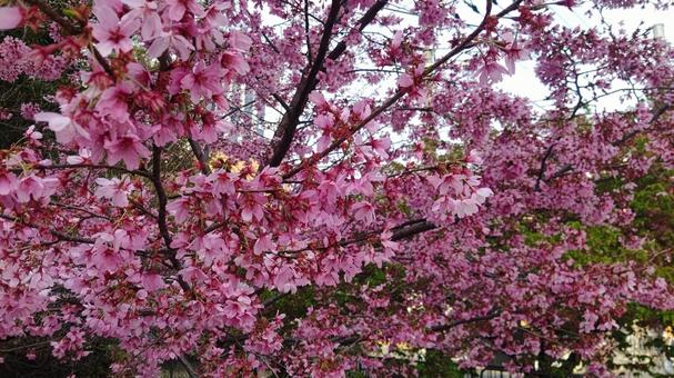 Cherry Blossoms, вишневое дерево, весна, естественно, JPG