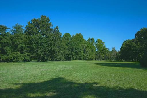 緑の公園 緑の公園 公園,森,緑の写真素材