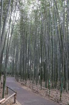 京都嵯峨野の竹林 竹林,竹,嵯峨野の写真素材